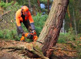 Mulching Services in Ravenel, SC