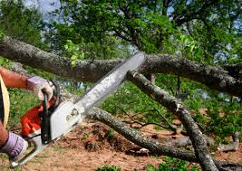 Trusted Ravenel, SC Tree Services Experts