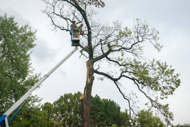 Best Mulching Services  in Ravenel, SC