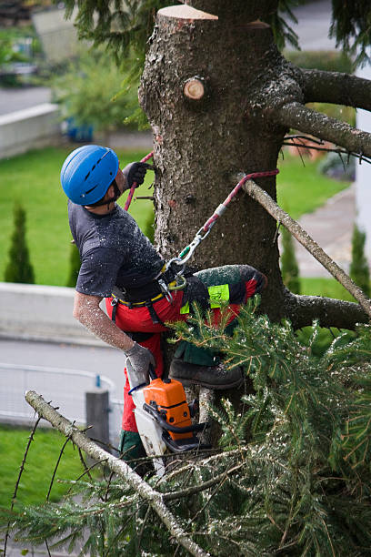 How Our Tree Care Process Works  in  Ravenel, SC